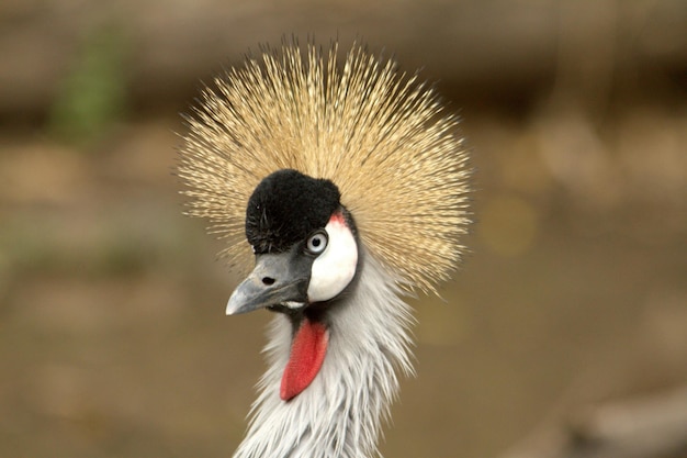 Free photo selective of a blackcrowned crane balearica pavonina