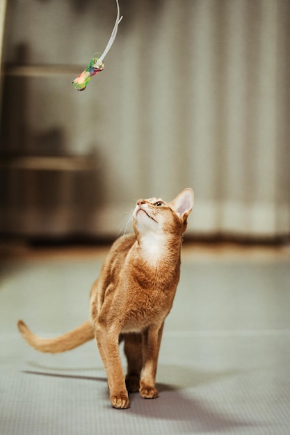 Selective closeup of a cute Abyssinian cat playing with a toy in the room