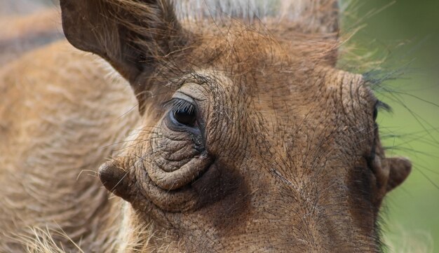 Selective closeup of the face of a common warthog