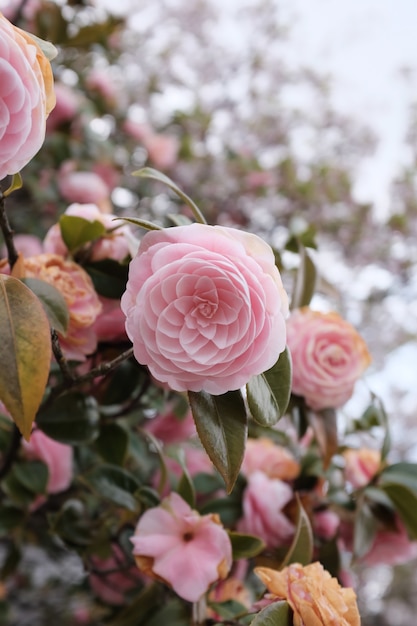 昼間でぼやけている美しいピンクの花の選択的なクローズアップショット