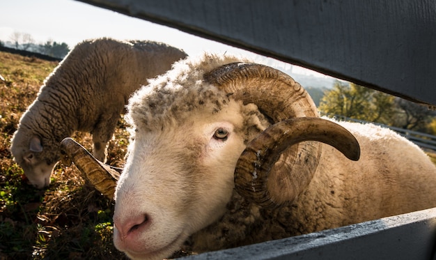 Selective closeup shot of bighorn sheep in a grass field