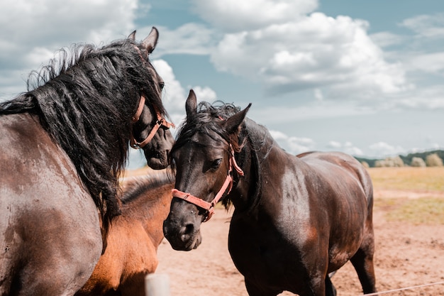 Selective closeup shot of brown and black horses in pasture