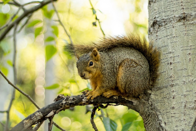 Selective closeup shot of a brown squirrel on a tree branch