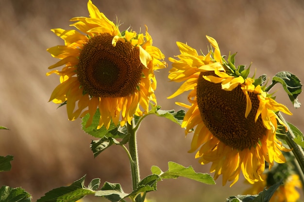 Selective closeup shot of green leafed yellow sunflowers