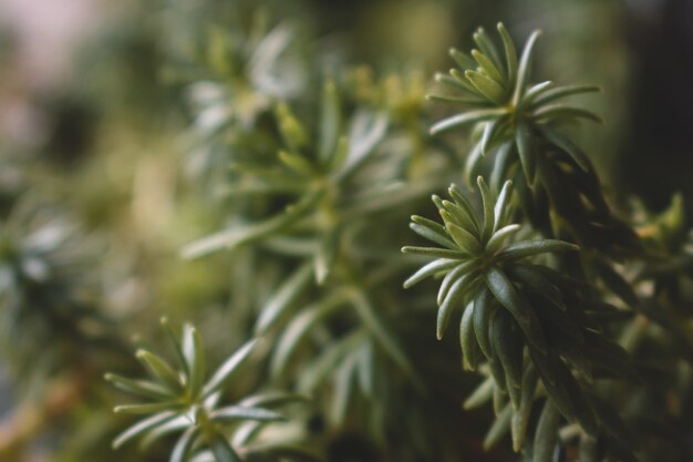 Selective closeup shot of green plants