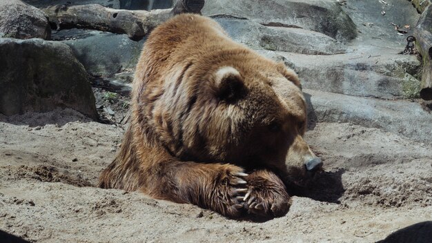 Selective closeup shot of a grizzly bear lying down