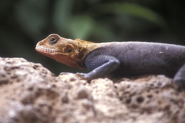 Selective closeup shot of an orange and gray agama