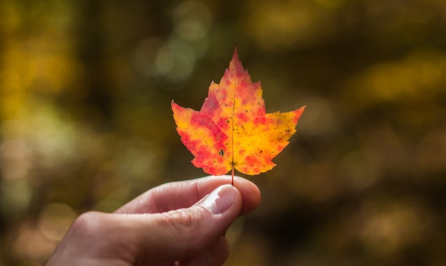 Selective closeup shot of a person holding a pink and orange maple leaf
