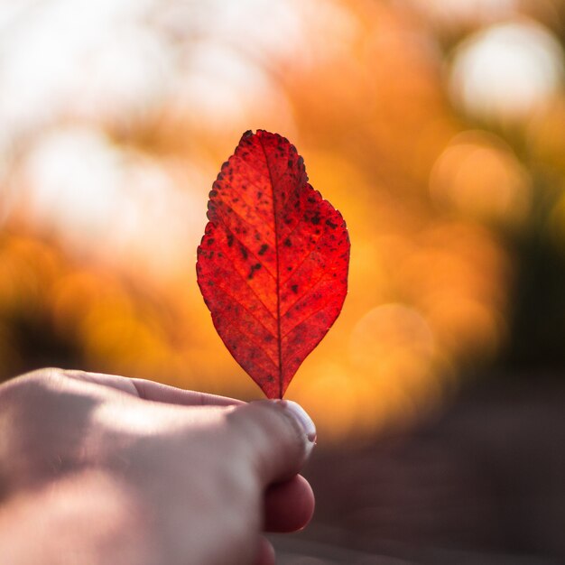 Selective closeup shot of a person holding a single red leaf