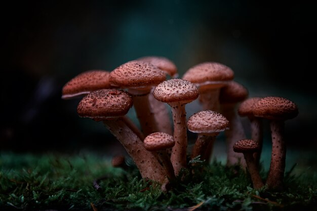 숲에서 붉은 아가리쿠스 버섯의 선택적 근접 촬영 샷
