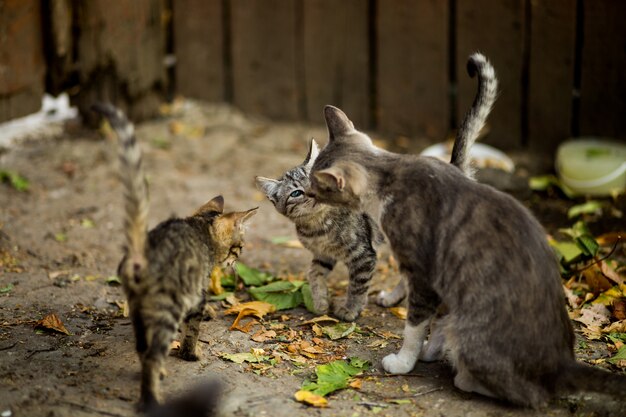 잎 근처에 귀여운 새끼 고양이와 흰색과 갈색 고양이의 선택적 근접 촬영 샷