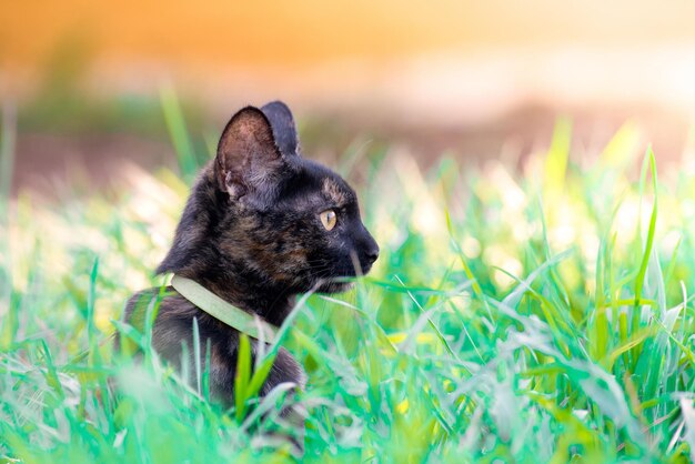 Selective focus of an adorable black and patterned cat on the grass