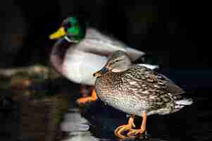 Foto gratuita messa a fuoco selettiva di un'adorabile anatra marrone appollaiata su legno nel lago nel parco