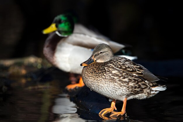 公園の湖の木材にとまる愛らしい茶色のアヒルの選択的な焦点