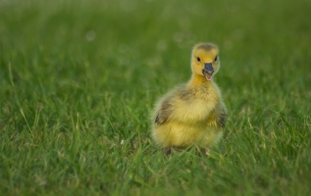 Selective focus of the adorable small fluffy duckling on the grassy field