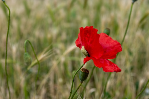 아름다운 일반적인 붉은 양귀비 꽃의 선택적 초점