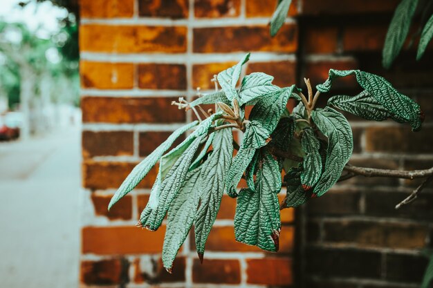 Messa a fuoco selettiva delle foglie fantasia della bellissima pianta leatherleaf viburnum