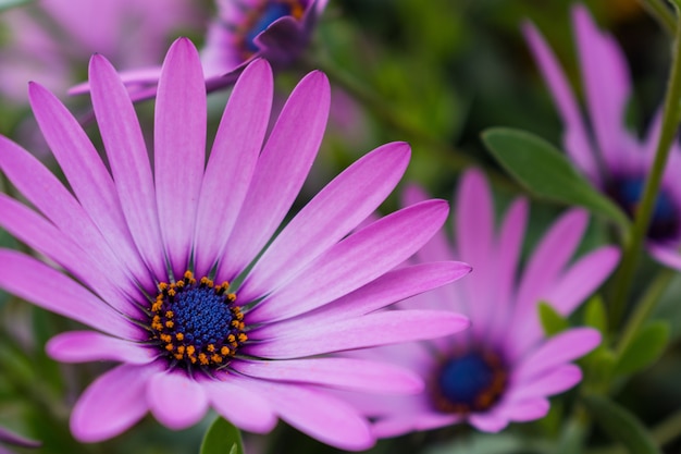 Selective focus of beautiful pink African daisies