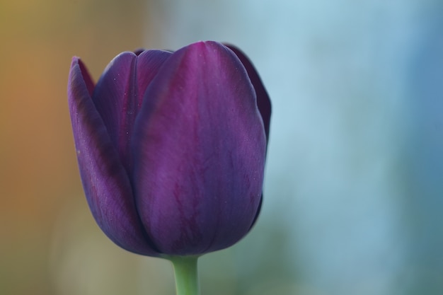 美しい紫色のチューリップの花の選択的な焦点