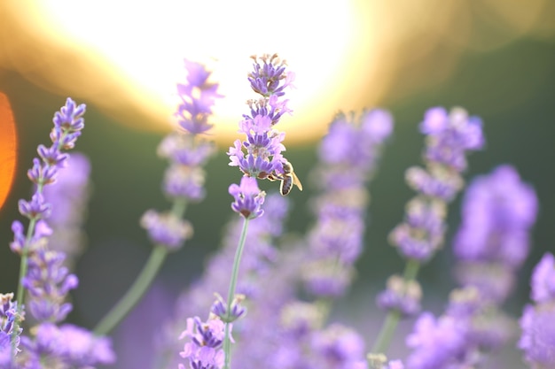 Selective focus of beautiful violet flowers blooming in countryside farmland, sunset