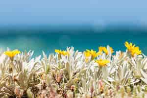 Free photo selective focus  of beautiful yellow wildflowers blooming on a shore of cape town, south africa