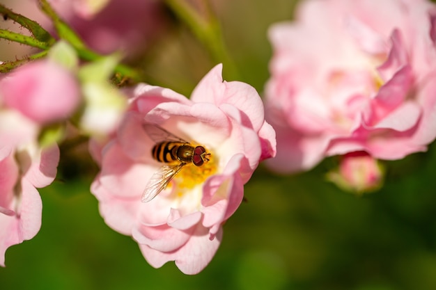 淡いピンクのバラから花粉を集めるミツバチの選択的な焦点