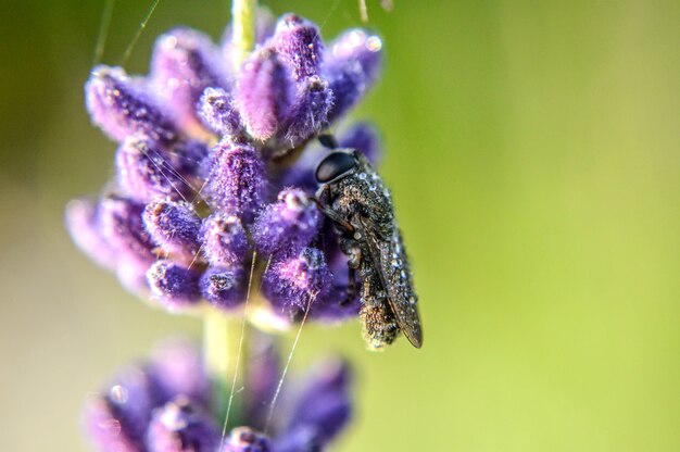 라벤더에 꿀벌의 선택적 초점
