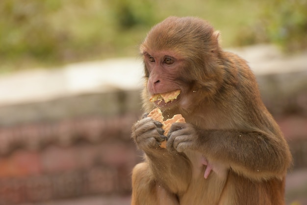 먹는 베이지색 원숭이의 선택적 초점