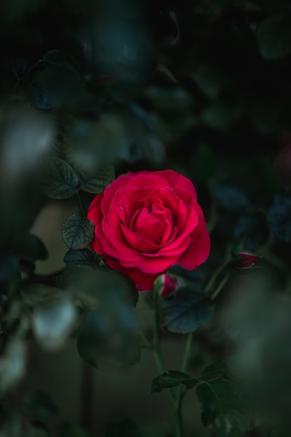 Селективный фокус цветущий цветок розы