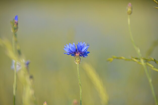 Selective focus  of blooming small purple flowers in the field