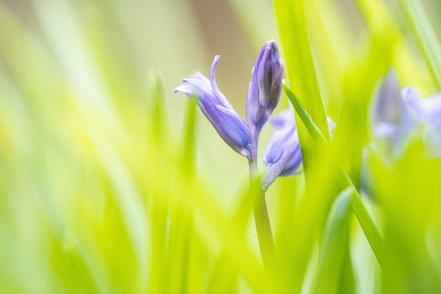 Selective focus of blue bell flower buds in the field