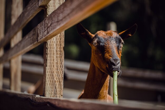 Selective focus of brown goat