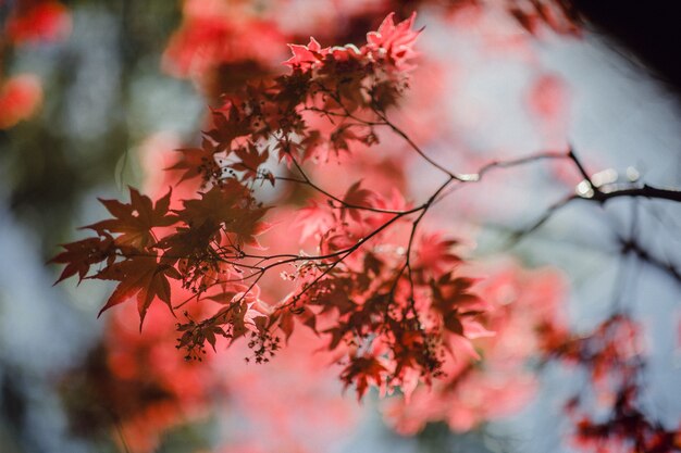 Selective focus of brown leaves