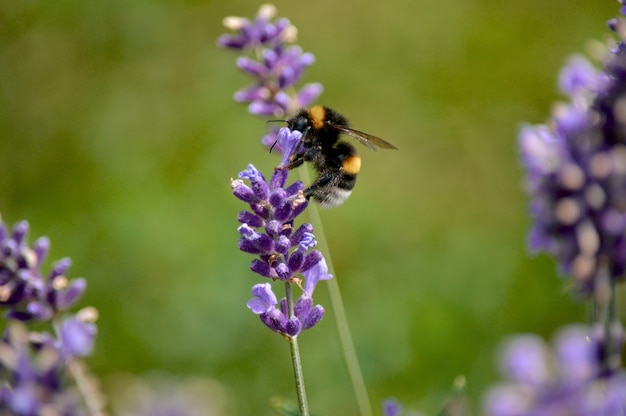 Selective focus  of a bumblebee on lavender