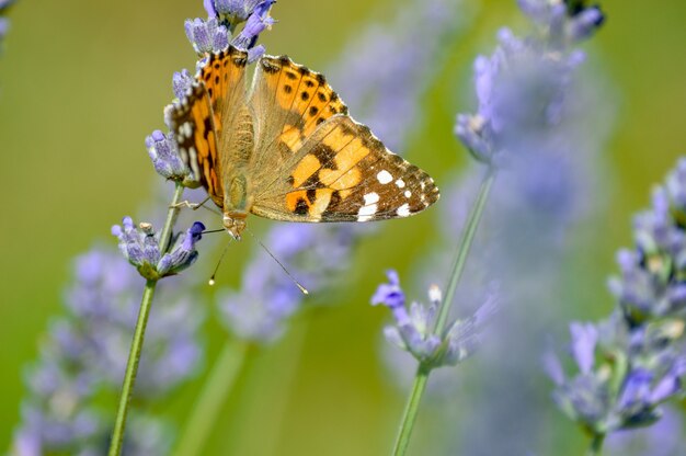 Selective focus  of a butterfly on the blooming purple flowers