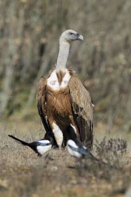 Selective focus of a cape vulture standing on the ground with two Black-billed magpies at daytime
