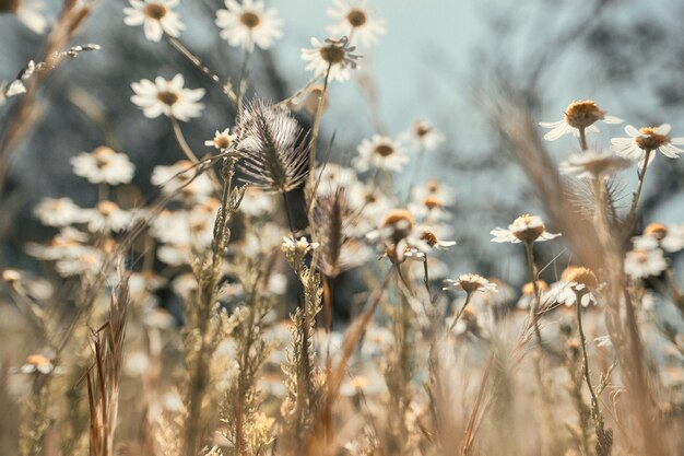 Selective focus  of chamomiles in a field