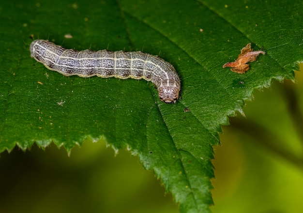 Selective focus closeup of a caterpillar in a leaf of a plant