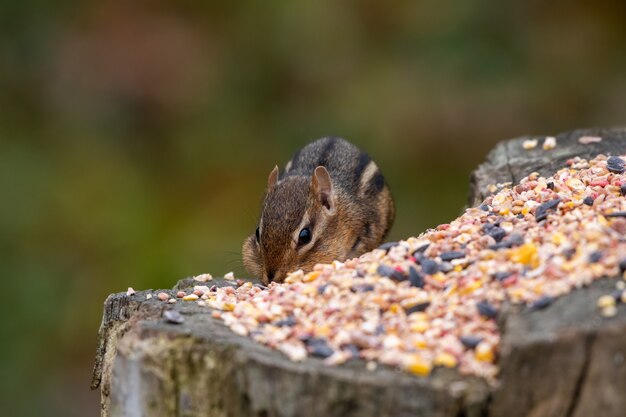 나무 줄기에서 먹는 다람쥐의 선택적 초점 근접 촬영