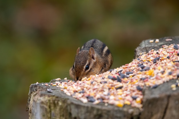 Selective focus closeup of a chipmunk eating on the trunk of a tree