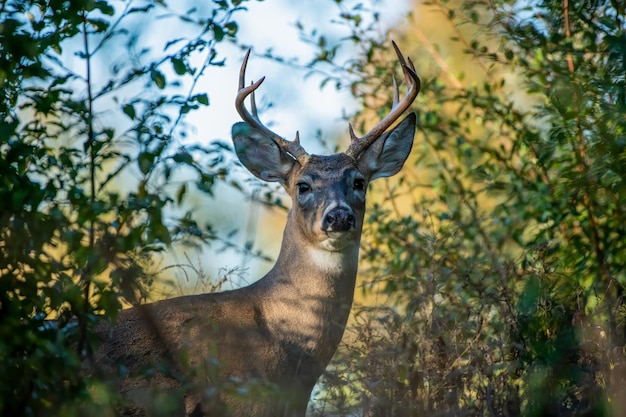 Selective focus closeup of a deer in a forest – Free Stock Photo