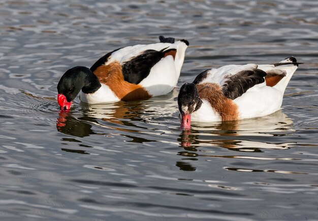 Selective focus closeup of male and female shelducks swimming in the pond in a natural park