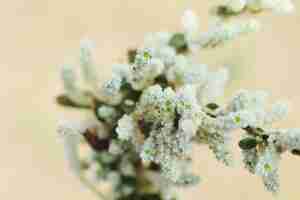 Free photo selective focus closeup of a mountain knotgrass