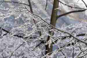 Бесплатное фото Селективный фокус крупным планом матового ствола дерева зимой