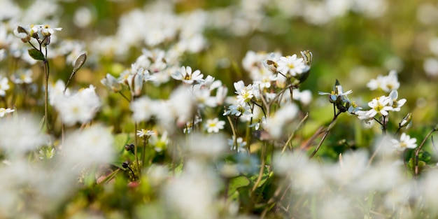 Selective focus closeup shot of a beautiful Matricaria recutita flowers in a field