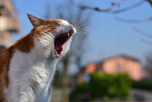 Selective focus closeup shot of a domestic short-haired cat yawning in a park