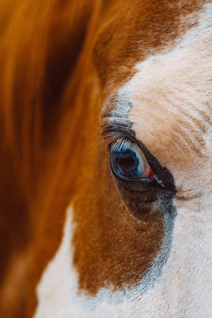 Selective focus closeup shot of an eye of a beautiful horse