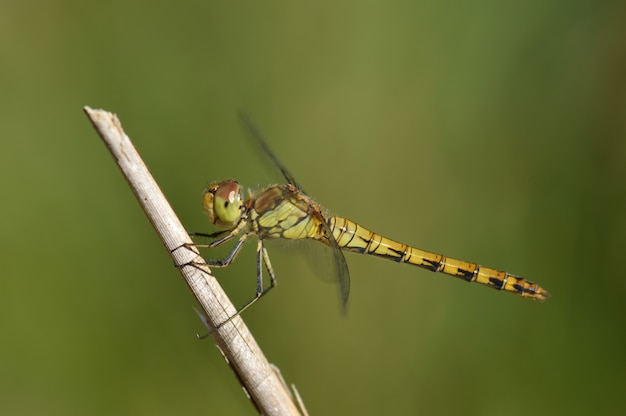 Selective focus closeup shot of a green dragonfly perched on a branch