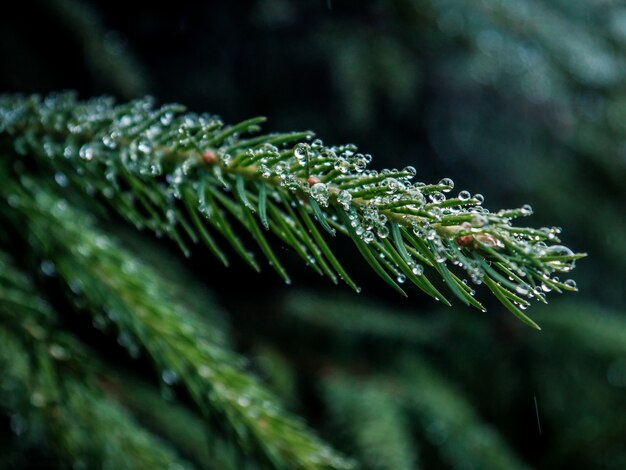 Selective focus closeup shot of green pine tree branch with water droplets
