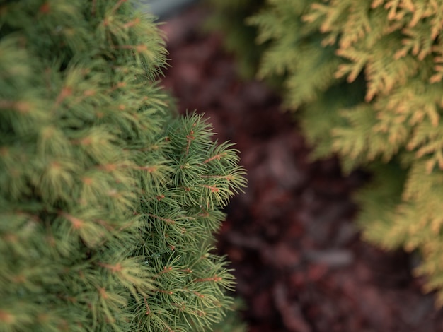 Free photo selective focus closeup shot of green pine tree branches